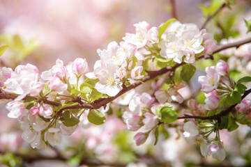 Obraz premium appletree blossom branch in the garden in spring 