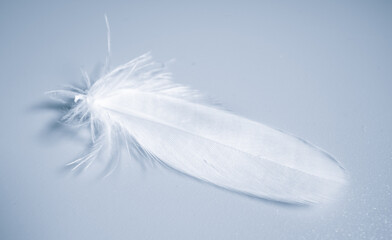 Bird feather on blue background