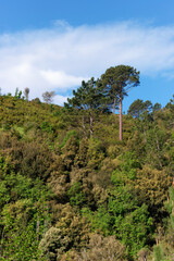 Fototapeta na wymiar Forest in the Regional Natural Park of Corsica near Corte city
