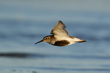 Obraz premium Dunlin (Calidris alpina)