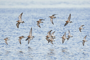 Dunlin (Calidris alpina)