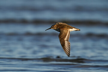 Dunlin (Calidris alpina)