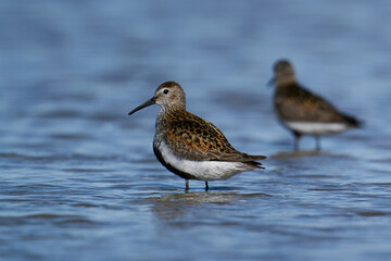 Dunlin (Calidris alpina)