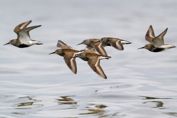 Dunlin (Calidris alpina)