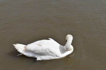 swan, bird, water, white, lake, nature, animal, beautiful, beauty, swans, beak, mute, birds, river, swimming, wildlife, graceful, feather, swim, pond, love, reflection, cygnus