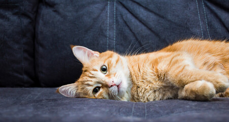 Naklejka na ściany i meble ginger cat lies on the couch and looks at the camera