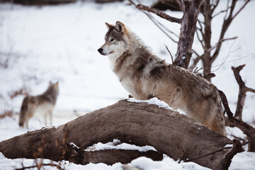 Winter Wolf - 393028907