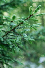 Green natural background. Branches with young spruce shoots on a green blurred background.