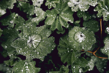 Rain Pools On Leaves II - 393029350