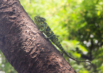 green lizard on a tree