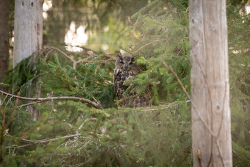 Eule versteckt im Wald
