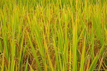 Fototapeta premium Ripe golden rice close-up, rice field