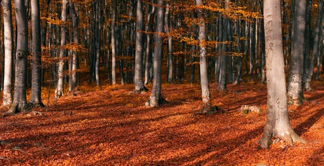Trees in autumn forest during a sunny sunset - 393034732