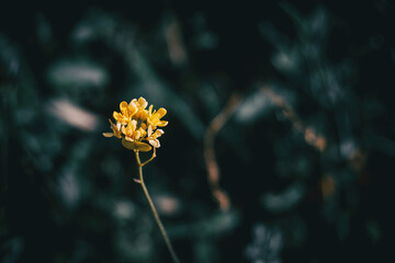 Close-up of an isolated bunch of small yellow flowers