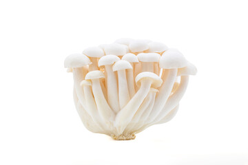 White beech mushrooms or White shimeji mushrooms isolated on white background. with path.