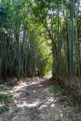 Footpath go in through a bamboo forest in Fukuoka prefecture, JAPAN.