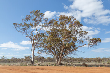Fototapeta na wymiar an old tree close to Lake Johnstone on the Hyden-Norseman-Road, Western Australia