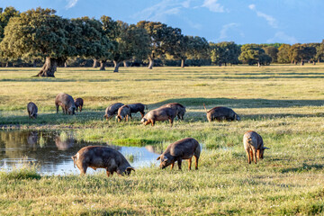 Pigs eating in the field - obrazy, fototapety, plakaty