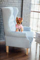 Studio photo of cute dog Yorkshire Terrier