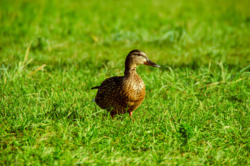 Duck portrait in the grass