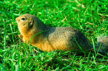 Gopher portrait in the grass