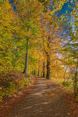 Fototapeta na wymiar Golden autumn forest near Vejle Tirsbaek, Denmark