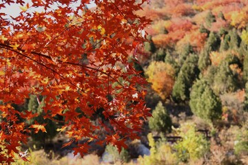 Autumn, leaves, forest, maple leaf, hillside, autumn, outing, park, tourism, leisure, withered yellow, mountain climbing, walking, trees, forest,