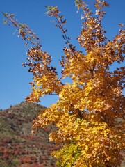 Autumn, leaves, forest, maple leaf, hillside, autumn, outing, park, tourism, leisure, withered yellow, mountain climbing, walking, trees, forest,