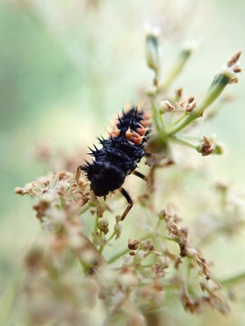 Lady Bug Larvae