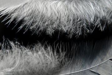 Parts of two fluffy feathers on a dark background at the top and bottom of the frame

