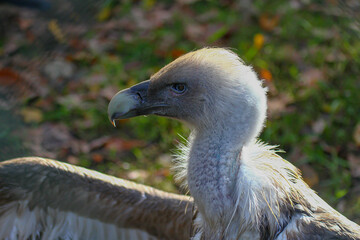 Portrait of a griffon vulture (gyps fulvus)