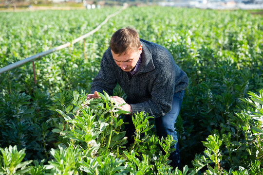 Experienced farmer engaged in cultivation of organic vegetables, checking flowering bushes of vicia faba plants