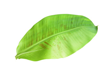 Green banana leaves with unique motifs, isolated on a white background, clipping path included. HD Image and large zise