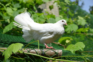 Beautiful white pigeon sitting on the aviary.