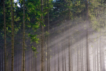 Übersichtsaufnahme eines Nadelwald im Herbst mit schräg einfallenden Sonnenstrahlen