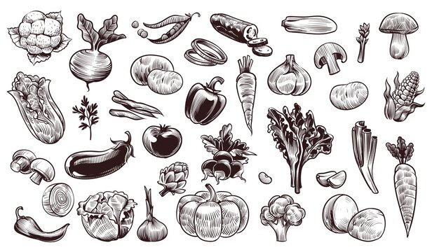 Vegetables sketch. Hand drawn various farming harvest food vintage collection, organic carrots and eggplant, cabbage and mushroom, pumpkin garlic and greens fresh eco vector isolated set