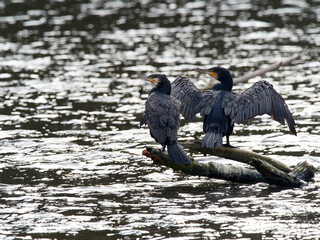 Two Greats Cormorants (Phalacrocorax carbo) resting on a trunk and drying their wings on a windy...