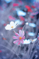 Piękny kwiat kosmos onętek na letniej, naturalistycznej kwiatowej rabacie. Kwitnące, ozdobne rośliny. Przyroda w ogrodzie. © anettastar