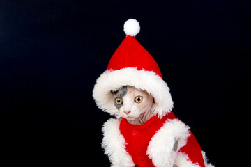 Fototapeta na wymiar Sphinx cat with Christmas clothes