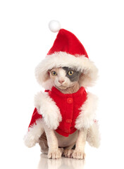 Sphinx cat with Christmas clothes
