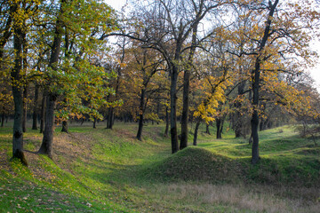 Sunset in the autumn plain forest