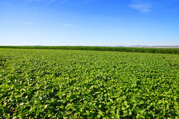 Growing green soybeans plant on field. Soy plantation.