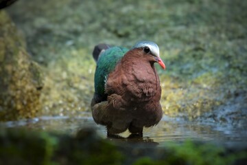 There is hair on the back, fresh green. Straight near the base of the tail, two white stripes across The characteristics of males and females are different. The male has a white forehead and eyebrows.