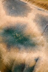 Close-up of giraffe neck - skin with  black map. Maps, stains and drawing  of giraffe skin.Concept for material for making wallets, handbags, shoes, coats, etc.