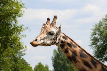Giraffe head and neck under blue sky.Giraffa is an African artiodactyl mammal, the tallest living terrestrial animal and the largest ruminant.
