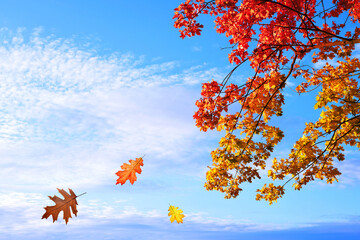 Fototapeta na wymiar Colorful autumn leaves on branch of tree with blue sky at the background.