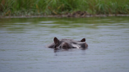 Fototapeta premium Hippo sleeping in a lake