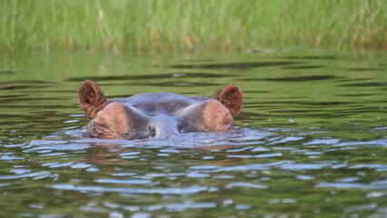 Fototapeta na wymiar Hippo sleeping in a lake