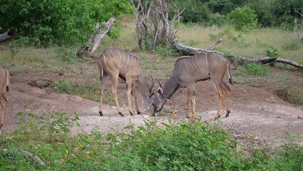 Two female kudu grazing