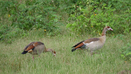 Two Egyptian goose